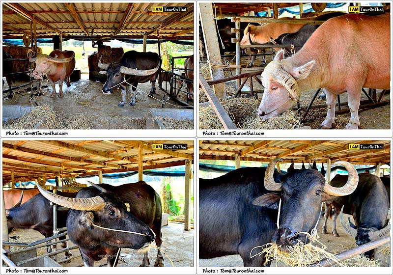 Thai Buffalo Conservation Village,บ้านควาย (หมู่บ้านอนุรักษ์ควายไทย) สุพรรณบุรี
