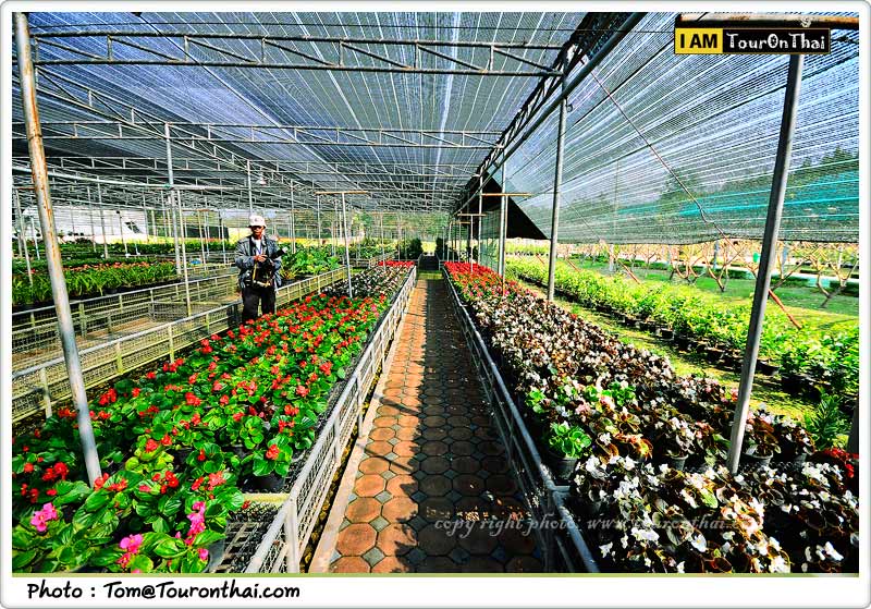 Center for Plant Breeding offense,ศูนย์ส่งเสริมและพัฒนาอาชีพเกษตร สุพรรณบุรี
