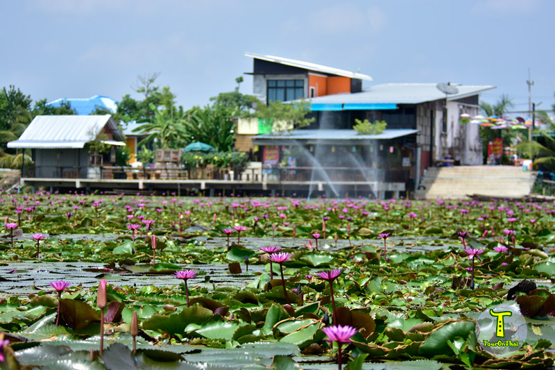 Red Lotus Floating Market,ตลาดน้ำทุ่งบัวแดง นครปฐม