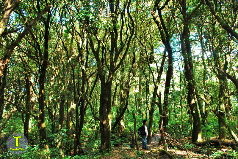 Kew Mae Pan Nature Trail – Doi Inthanon National Park,กิ่วแม่ปาน เชียงใหม่