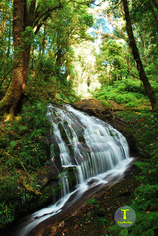 Kew Mae Pan Nature Trail – Doi Inthanon National Park,กิ่วแม่ปาน เชียงใหม่