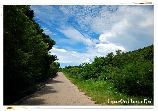 Koh Lan,เกาะล้าน ชลบุรี