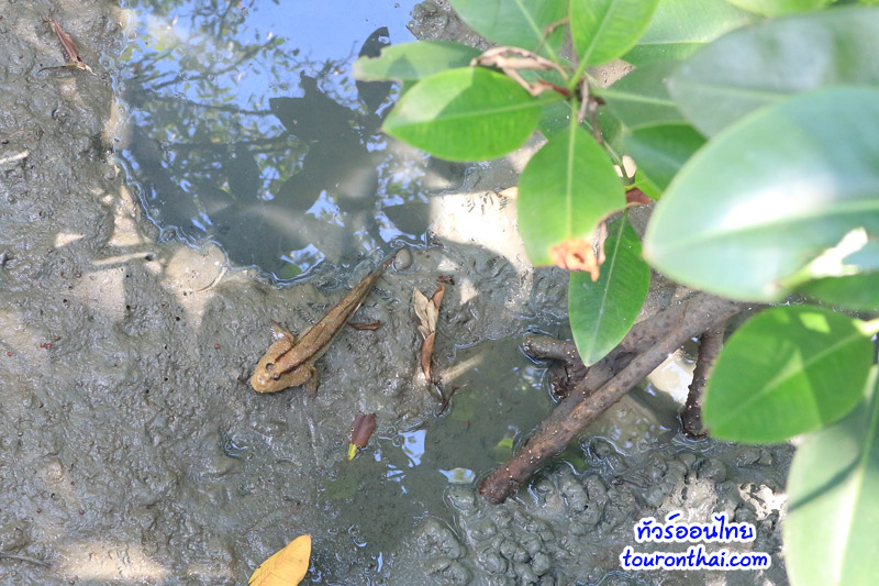 Chonburi Mangrove Conservation Center,ศูนย์ศึกษาธรรมชาติและอนุรักษ์ป่าชายเลนเพื่อการท่องเที่ยวเชิงนิเวศ ชลบุรี