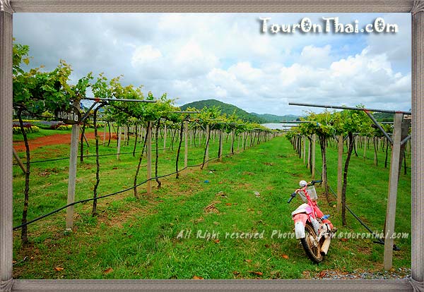 Silver Lake Vineyard Pattaya,ไร่องุ่นซิลเวอร์เลค พัทยา
