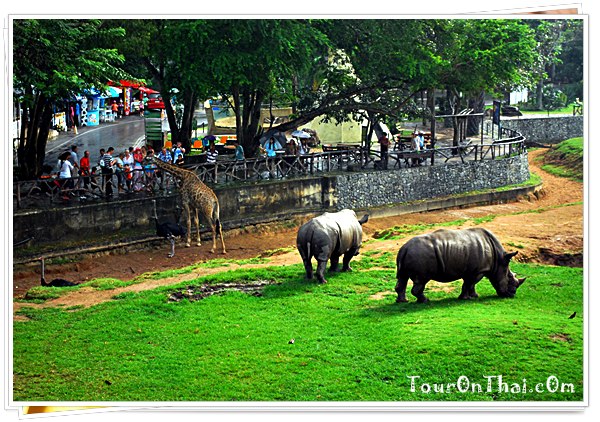 Khao Kheow Open Zoo,สวนสัตว์เปิดเขาเขียว ชลบุรี