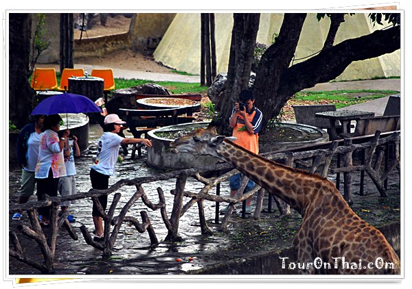 Khao Kheow Open Zoo,สวนสัตว์เปิดเขาเขียว ชลบุรี