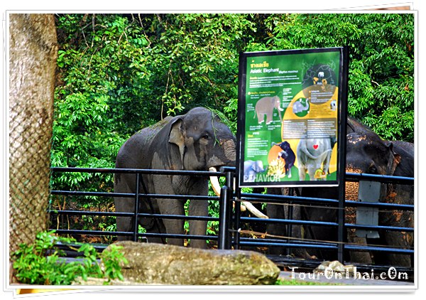 ช้างเอเซีย สวนสัตว์เปิดเขาเขียว