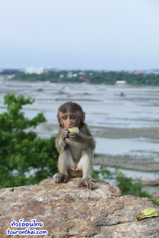 Khao Sam Muk (Monkey park),เขาสามมุข ชลบุรี