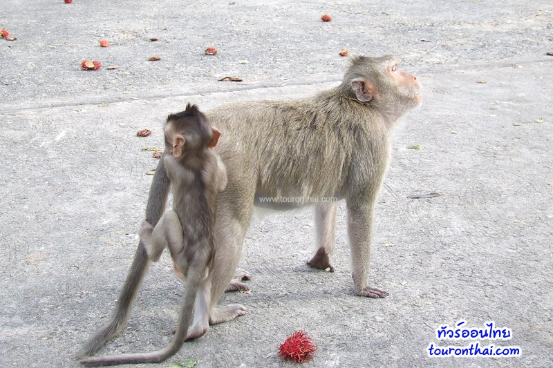Khao Sam Muk (Monkey park),เขาสามมุข ชลบุรี