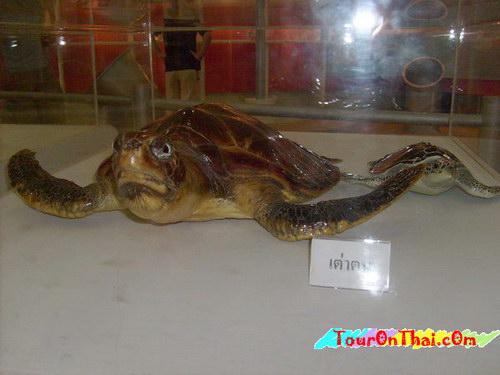 Sea Turtle Conservation Center,ศูนย์อนุรักษ์พันธุ์เต่าทะเล ชลบุรี