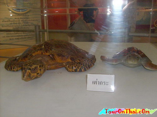 Sea Turtle Conservation Center,ศูนย์อนุรักษ์พันธุ์เต่าทะเล ชลบุรี