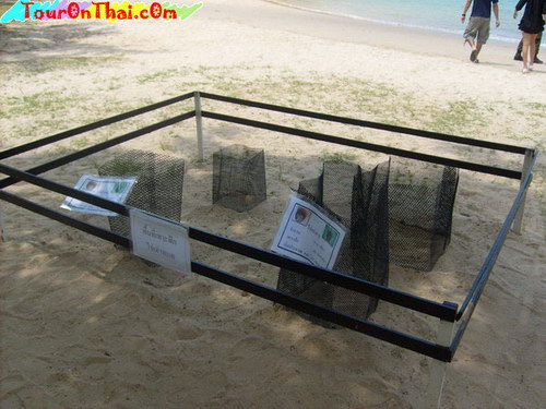 ศูนย์อนุรักษ์พันธุ์เต่าทะเล ชลบุรี