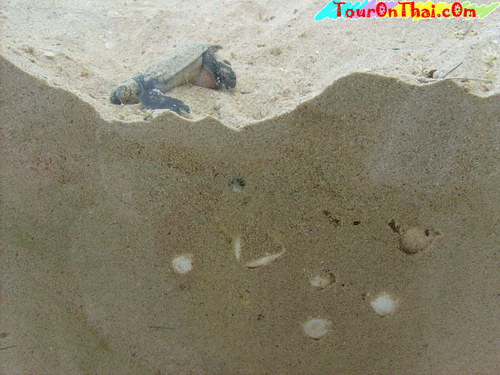 ศูนย์อนุรักษ์พันธุ์เต่าทะเล ชลบุรี
