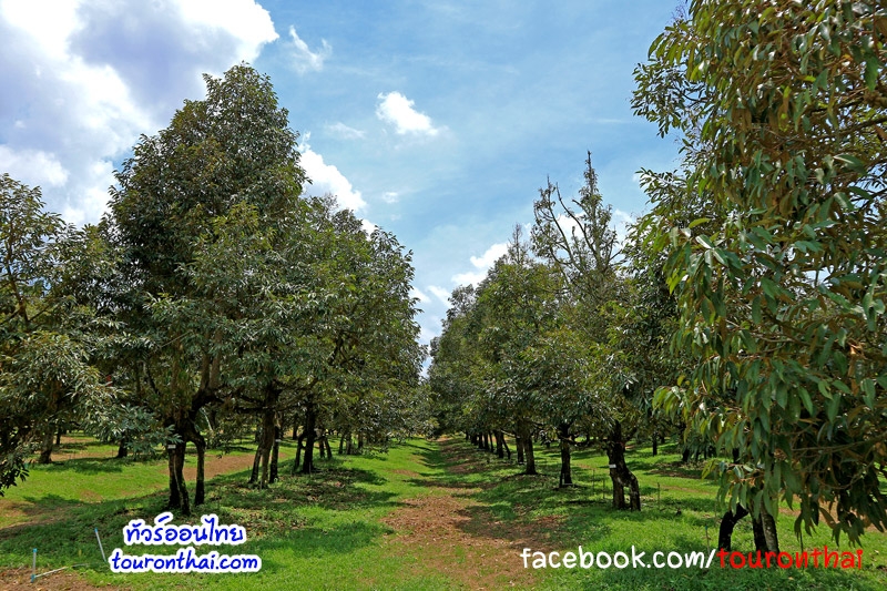 Suan Ban Rao (101 Durians orchard),สวนบ้านเรา ระยอง