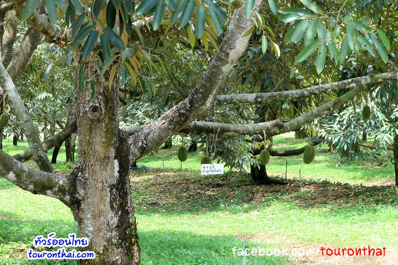 Suan Ban Rao (101 Durians orchard),สวนบ้านเรา ระยอง