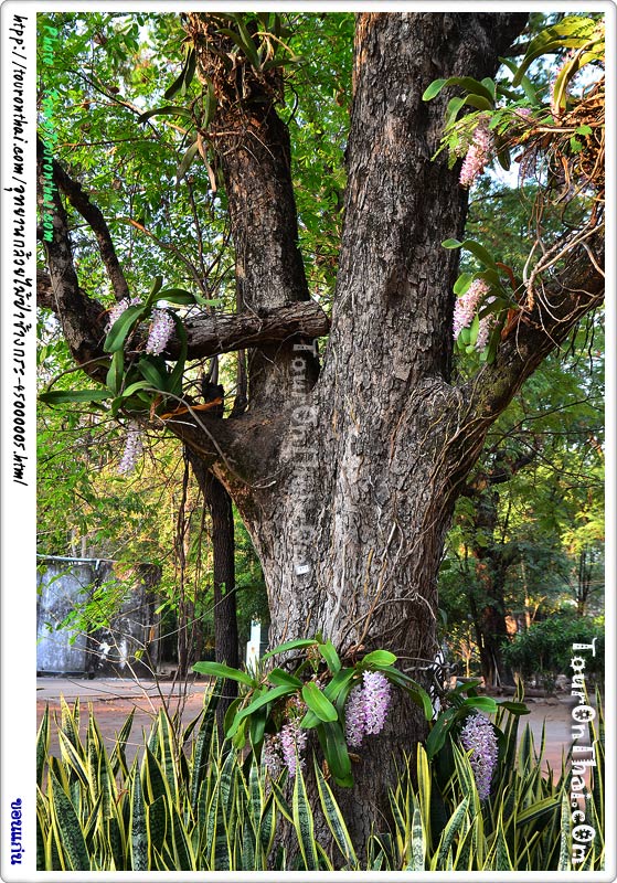 อุทยานกล้วยไม้ป่าช้างกระ วัดป่ามัญจาคีรี