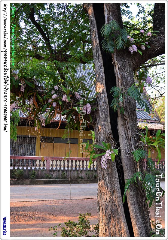 Wild Orchid Park  Wat Pa Manchakhiri,อุทยานกล้วยไม้ป่าช้างกระ วัดป่ามัญจาคีรี ขอนแก่น