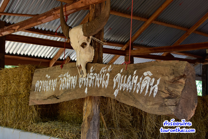 Water Buffalo Conservation Village,หมู่บ้านอนุรักษ์ควายไทย ขอนแก่น