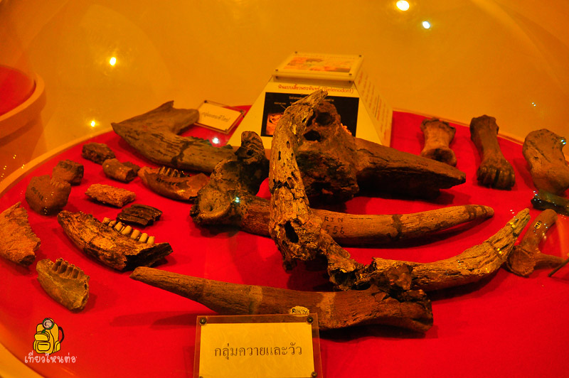 Korat Fossil Museum,พิพิธภัณฑ์ไม้กลายเป็นหินและทรัพยากรธรณี นครราชสีมา