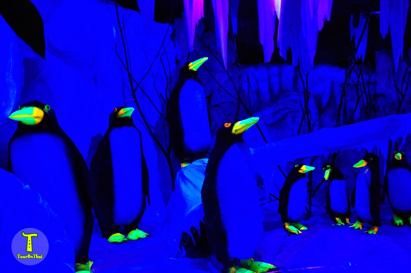 เพนกวิน สวนสัตว์เรืองแสงโคราช