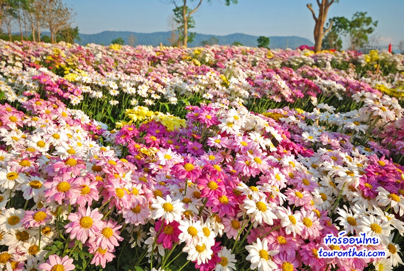 Chrysanthemum Blossom Festival,งานเบญจมาศบานในม่านหมอก นครราชสีมา