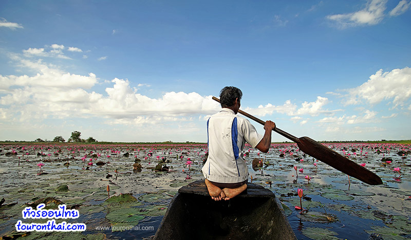 Lake of Red Lotus in Nong Lahan,ทุ่งบัวแดงหนองละหาน ชัยภูมิ