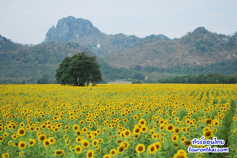 Khao Chin Lae Sunflowers Field