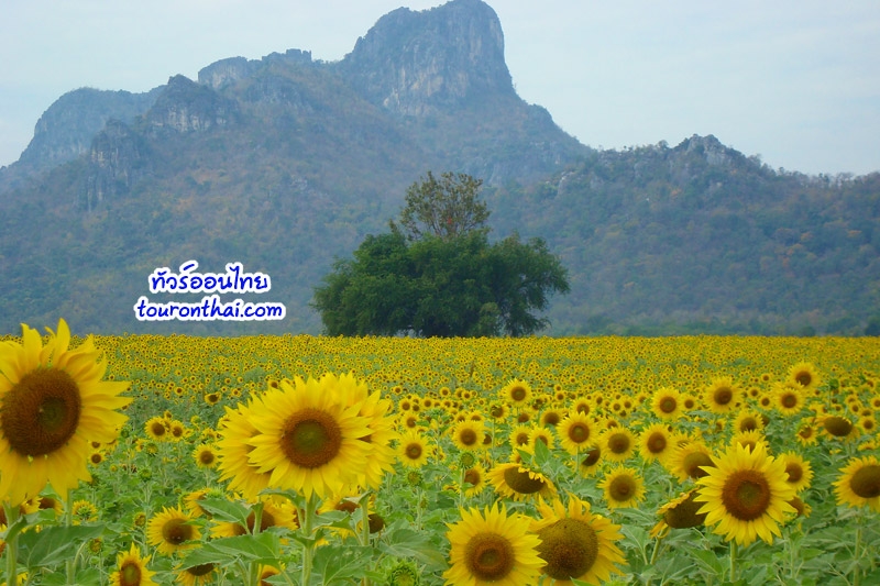 Khao Chin Lae Sunflowers Field,ทุ่งทานตะวันเขาจีนแล ลพบุรี