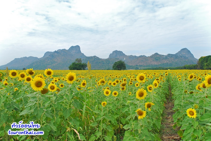 Khao Chin Lae Sunflowers Field,ทุ่งทานตะวันเขาจีนแล ลพบุรี