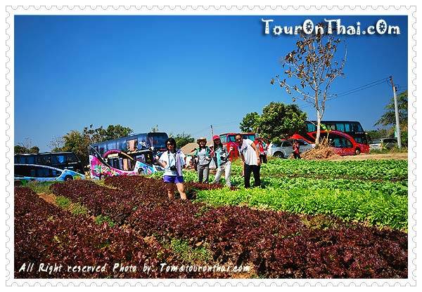 Suan Lung Krai,สวนลุงไกร นครราชสีมา