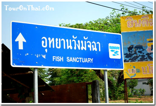 Khong Kut Wai Fish Park,อุทยานมัจฉาโขงกุดหวาย มหาสารคาม