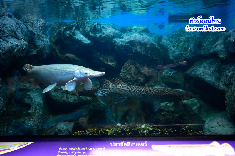 Bueng Boraphet Aquarium,อาคารแสดงพันธุ์สัตว์น้ำบึงบอระเพ็ดเฉลิมพระเกียรติ ๘๐ พรรษาฯ นครสวรรค์