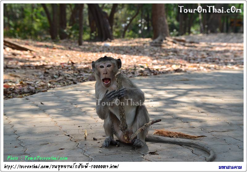 Kosampi Forest Park (Monkey Park),วนอุทยานโกสัมพี มหาสารคาม