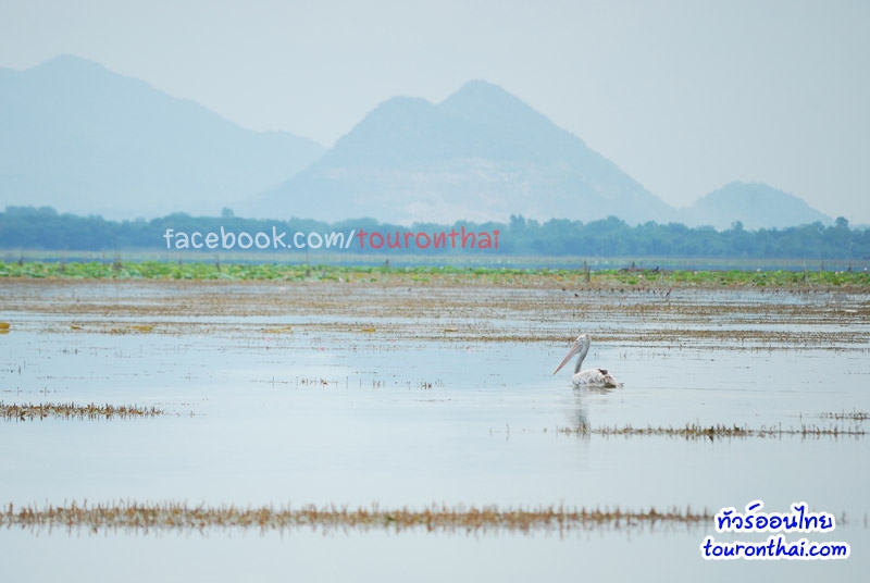 Bueng Boraphet, largest freshwater lake in Thailand
