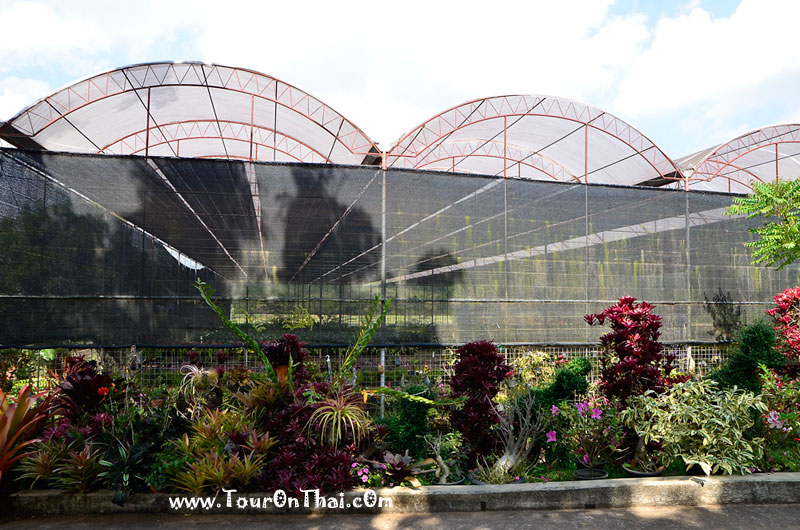 Suan Lung Wut Garden,สวนลุงวุฒิ เลย
