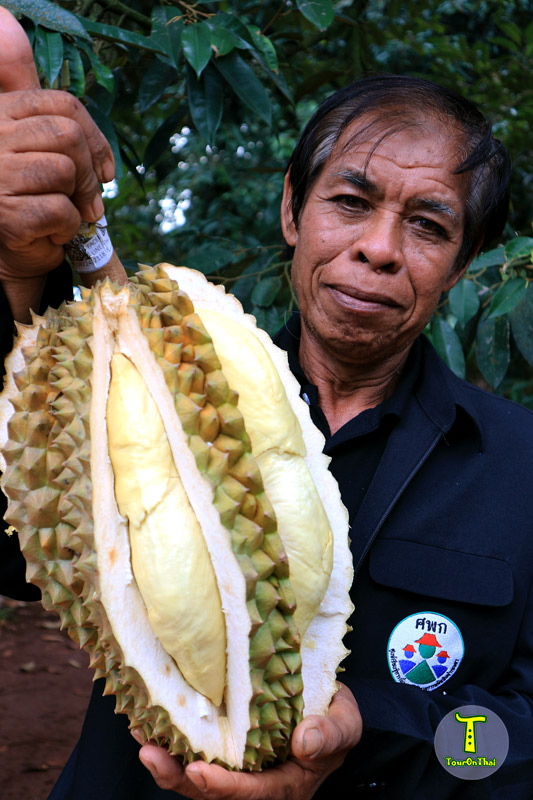 Loong Serm Durian Orchard,สวนลุงเสริม ทุเรียนศรีสะเกษ
