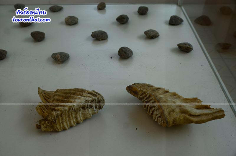 150 Million Years Stone Shell Museum,พิพิธภัณฑ์หอยหินโบราณ หนองบัวลำภู