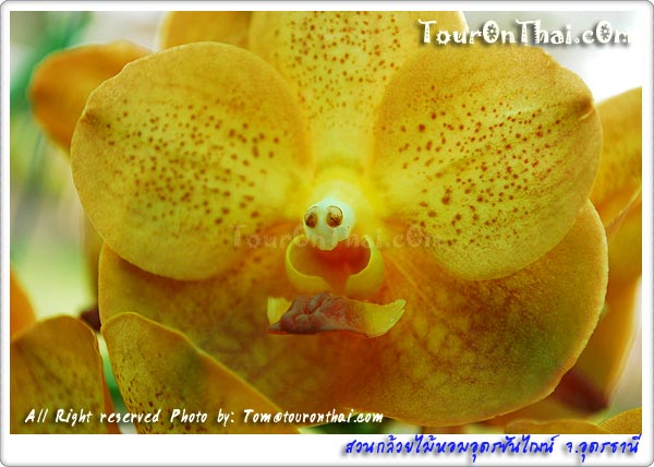 Udon Sunshine Orchid,สวนกล้วยไม้หอมอุดรซันไฌน์ อุดรธานี