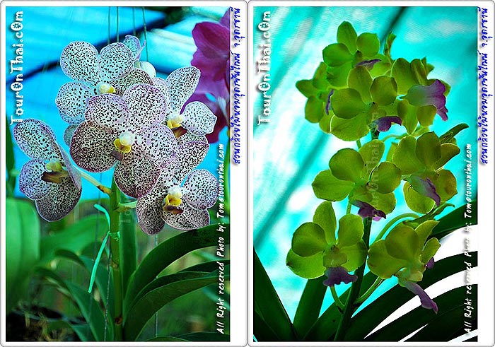 Udon Sunshine Orchid