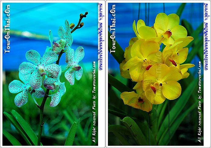 Udon Sunshine Orchid,สวนกล้วยไม้หอมอุดรซันไฌน์ อุดรธานี