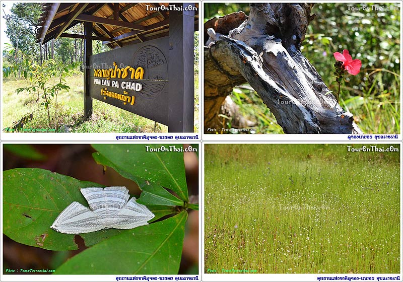 Phu Chong Na Yoi National Park,อุทยานแห่งชาติภูจอง-นายอย อุบลราชธานี