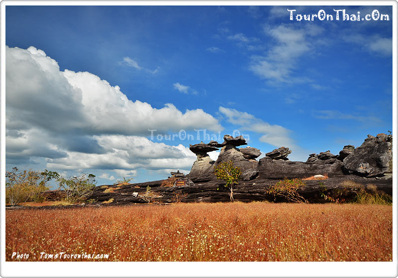 Pha Taem National Park,อุทยานแห่งชาติผาแต้ม อุบลราชธานี