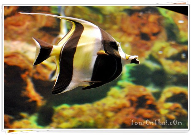 Phuket Aquarium,สถานแสดงพันธุ์สัตว์น้ำภูเก็ต (Phuket Aquarium)