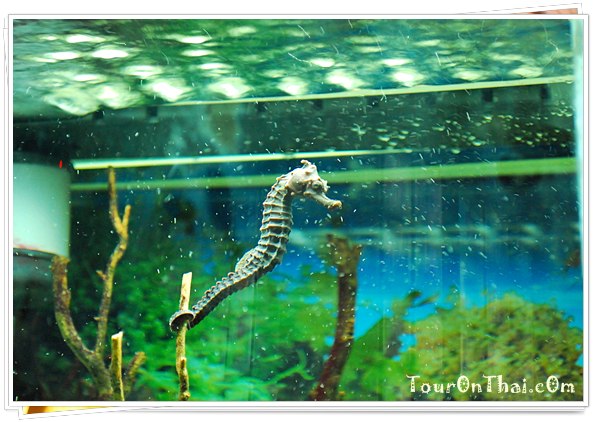 สถานแสดงพันธุ์สัตว์น้ำภูเก็ต (Phuket Aquarium)
