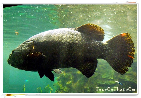 สถานแสดงพันธุ์สัตว์น้ำภูเก็ต (Phuket Aquarium)