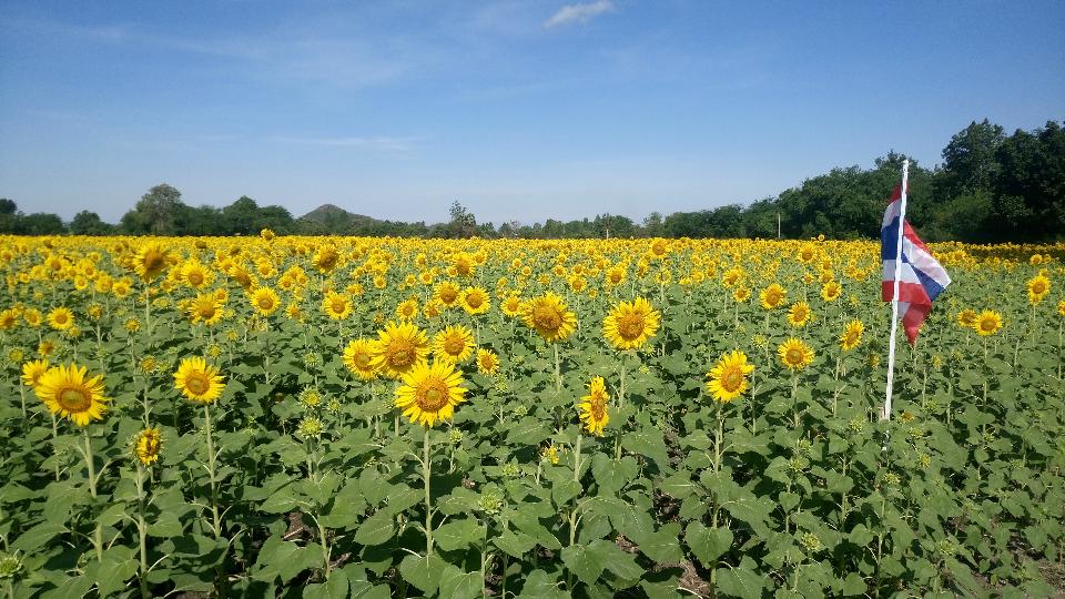 Ban Hua Dong 向日葵园,Ban Hua Dong Sunflower Field