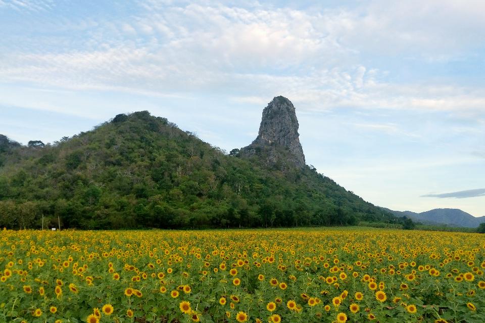 Khao Do 向日葵园,Khao Do Sunflower Field