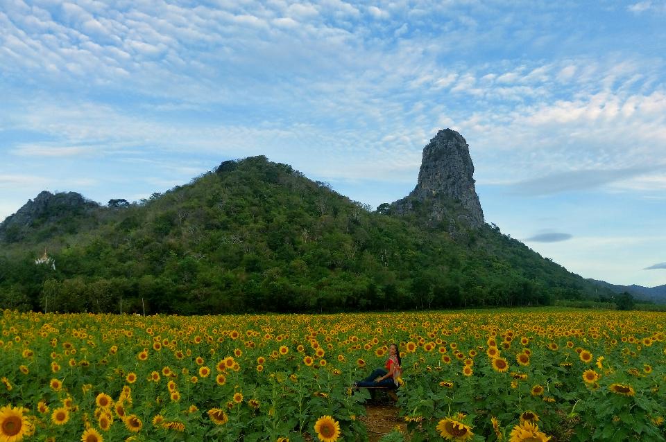 Khao Do 向日葵园,Khao Do Sunflower Field