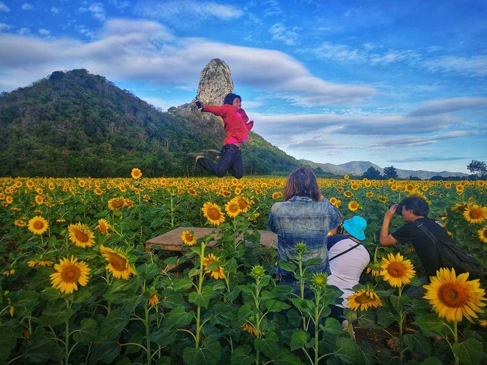 Khao Do Sunflower Field