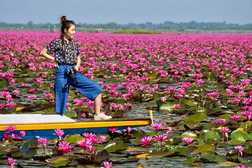 Ban Diam 莲花沼泽,Ban Diam Red Lotus Lake